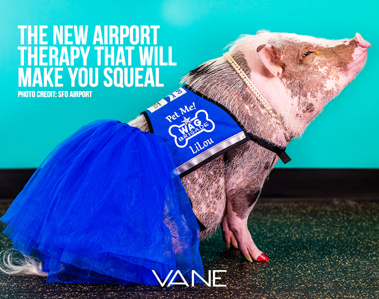 Airport Therapy Pig