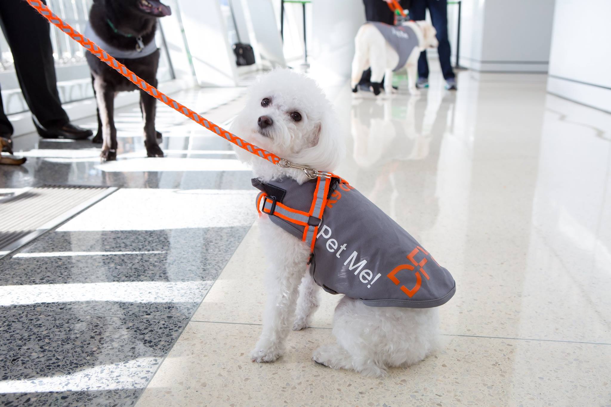 Airport Therapy Dog at Dallas Fort-Worth Airport | Get Healthy at DFW Airport - Vane Airport Magazine