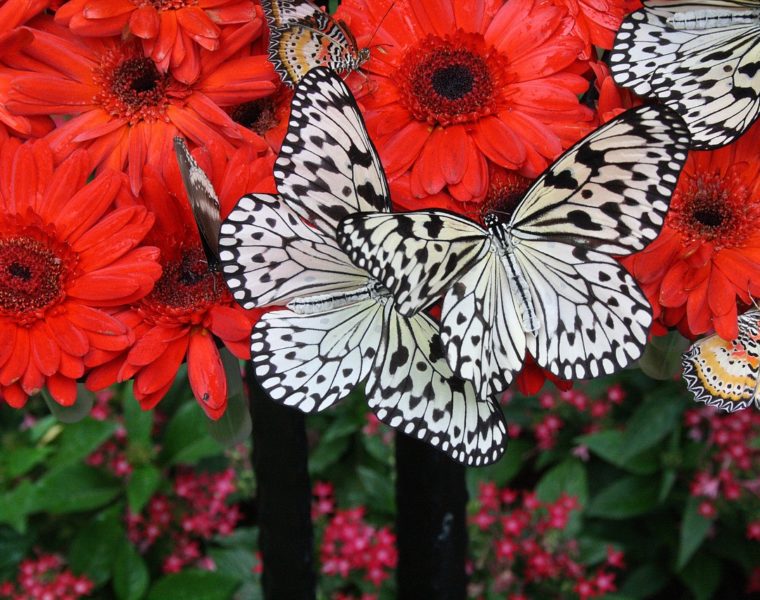 the-best-international-airport-gardens