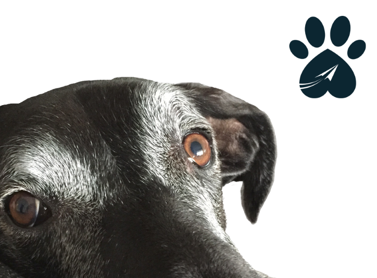 dog_therapy_ottawa_airport