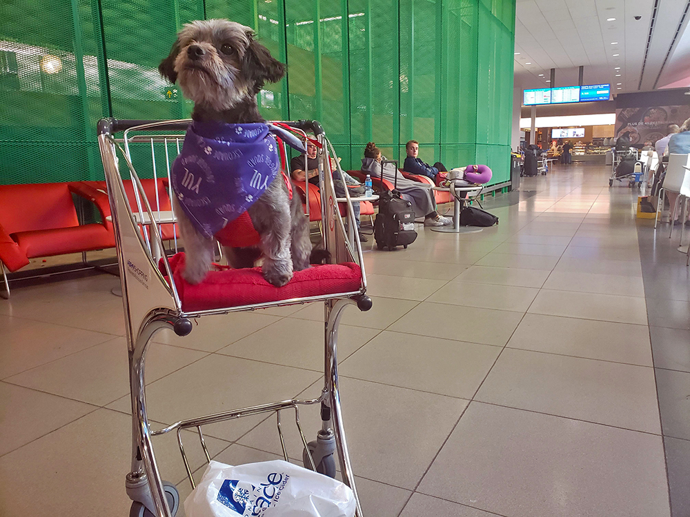 Montreal Airport therapy dogs