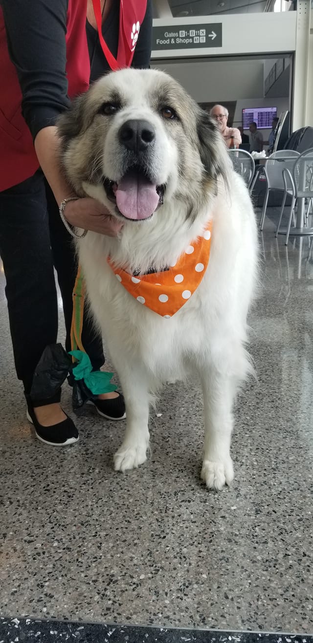 Tucker Therapy Dog at Tulsa International Airport