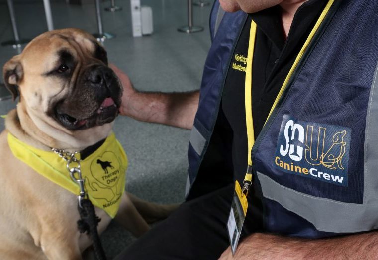 southampton canine crew