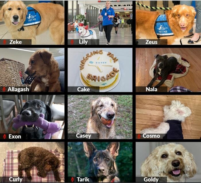 fifteen new therapy dogs usa 2019