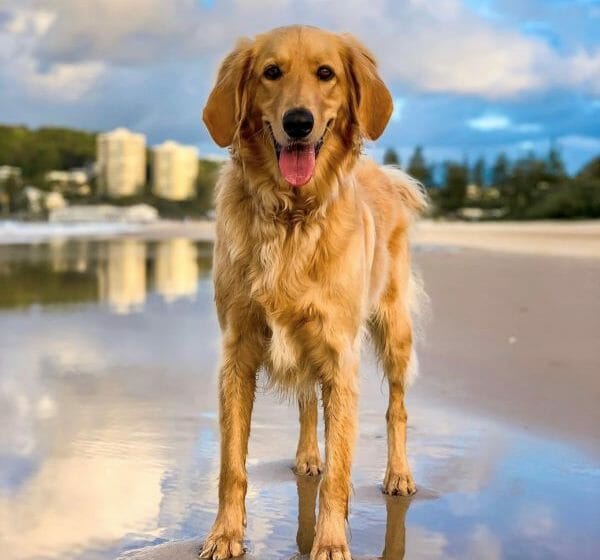 gold coast airport dog