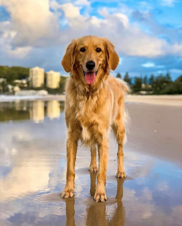 gold coast airport dog